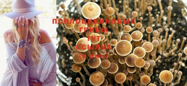 дживик Инта
